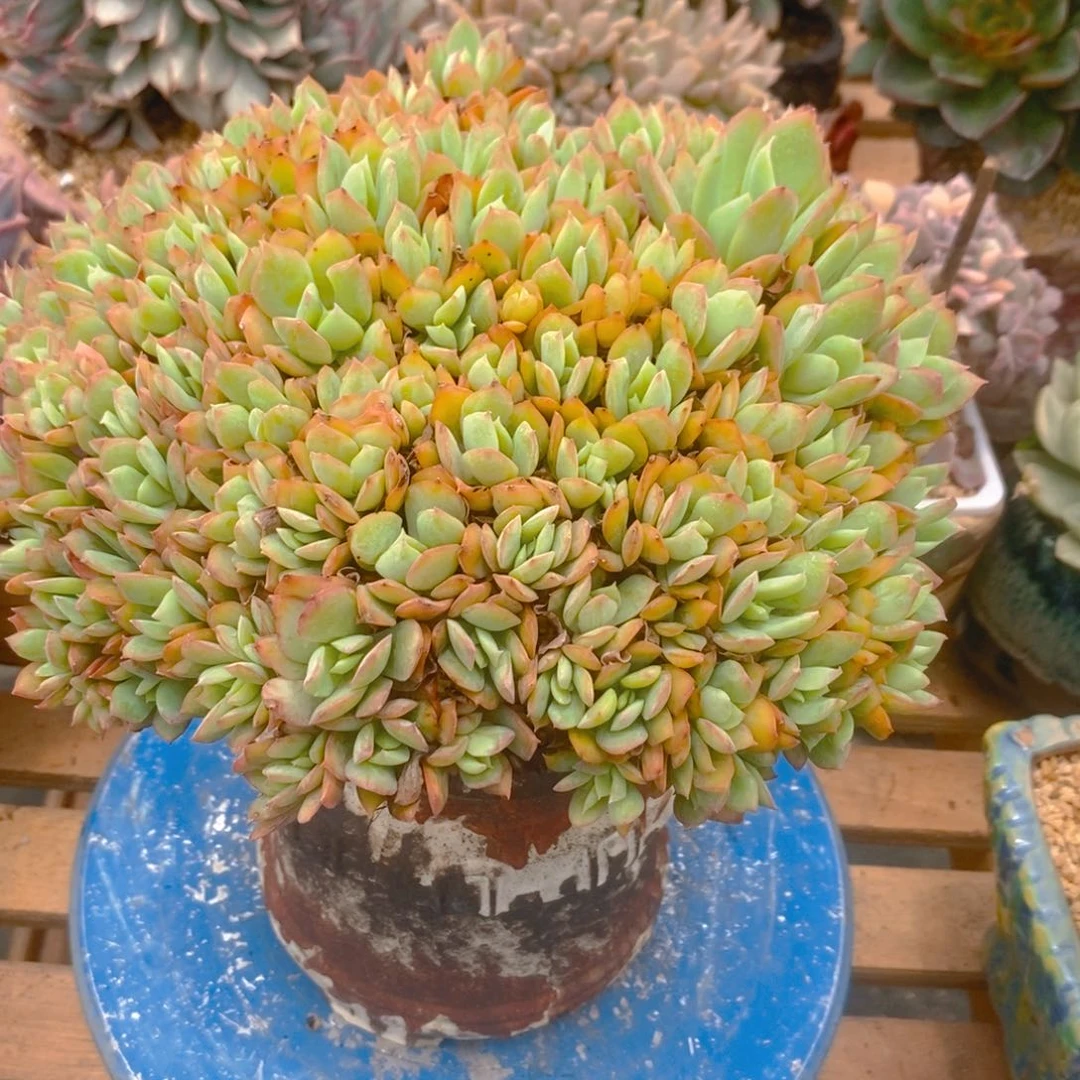 九***柏多肉植物肉肉植物