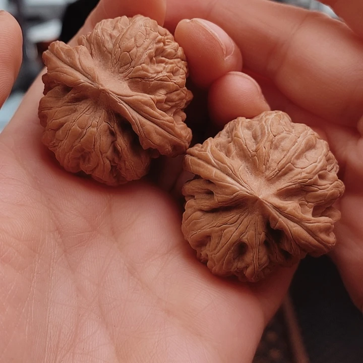 核桃38尺红锦鲤核桃
