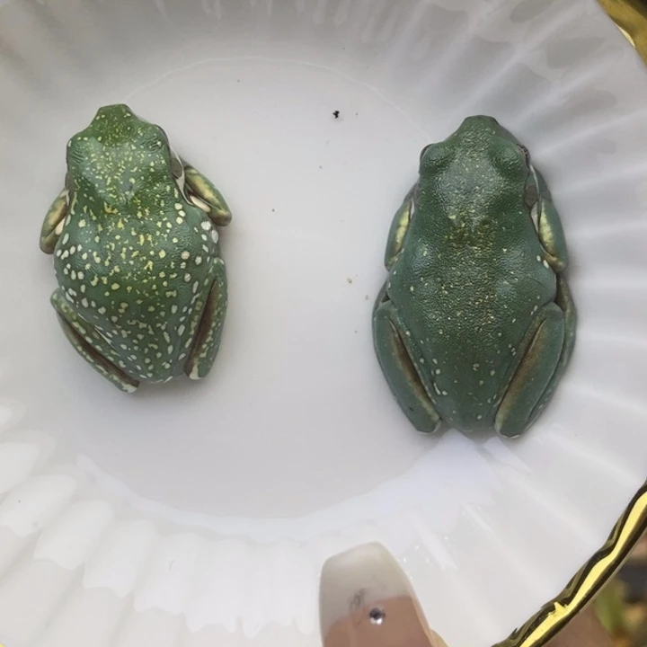 用***0老爷树蛙澳蓝超蓝子代