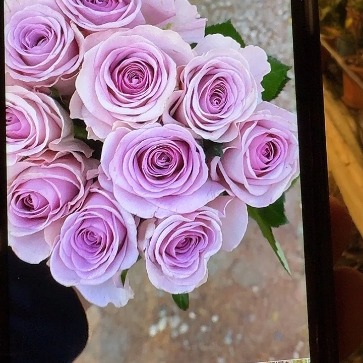 无花朵粉色可爱水一加