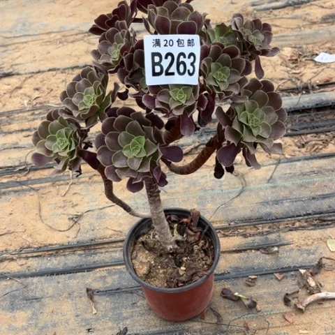 263有疤不包断枝