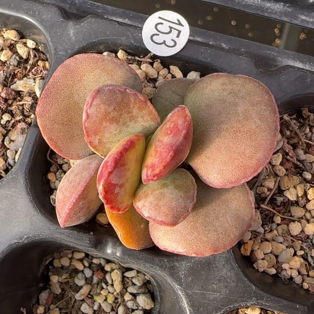 冰*波浪边紫蛋水泡