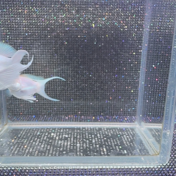 敏****海水鱼瓷白粉钻一对