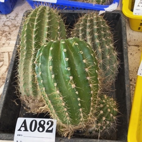 瑕疵毛花柱a 082