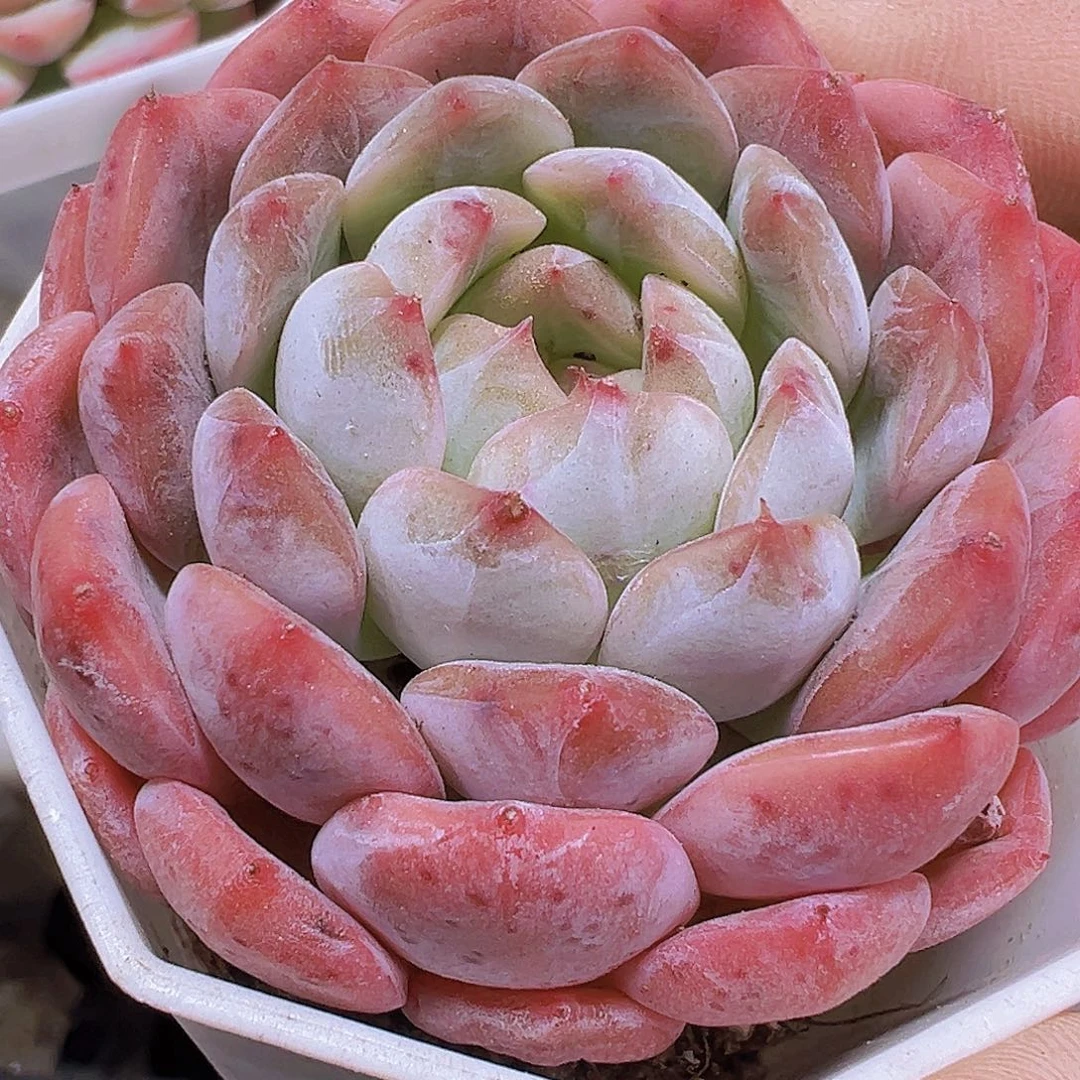 大包子冰魄19包邮多肉植物