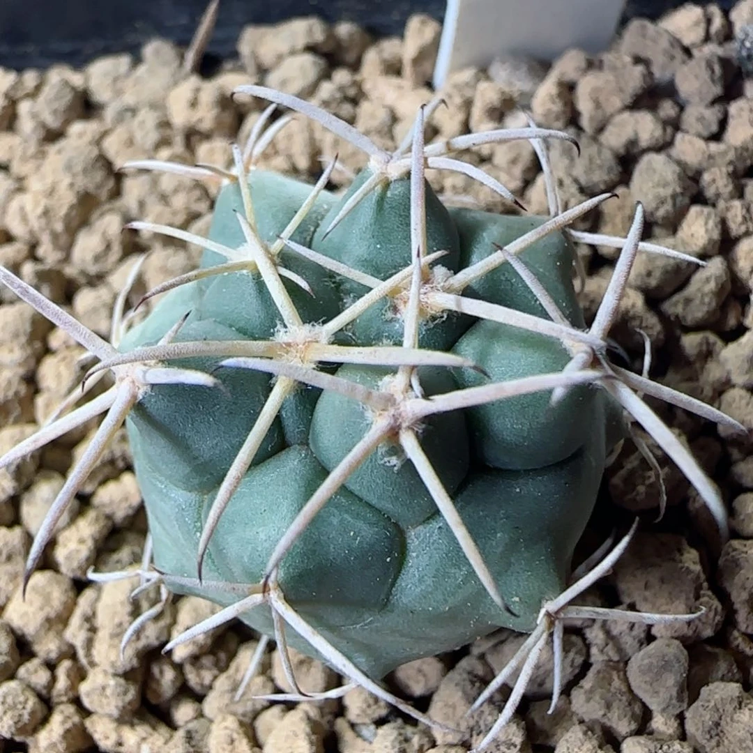 43实生大祥冠多肉