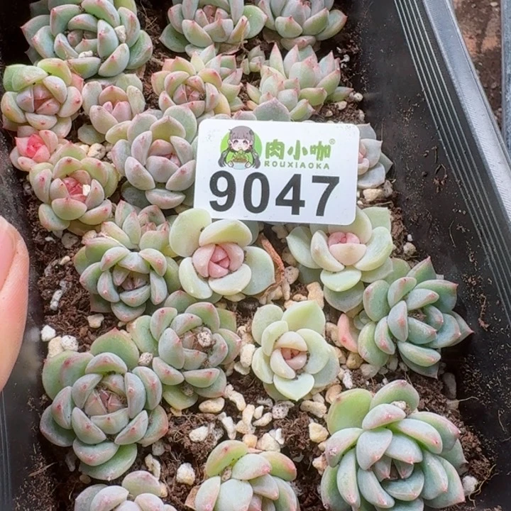一**贝多肉植物多肉植物