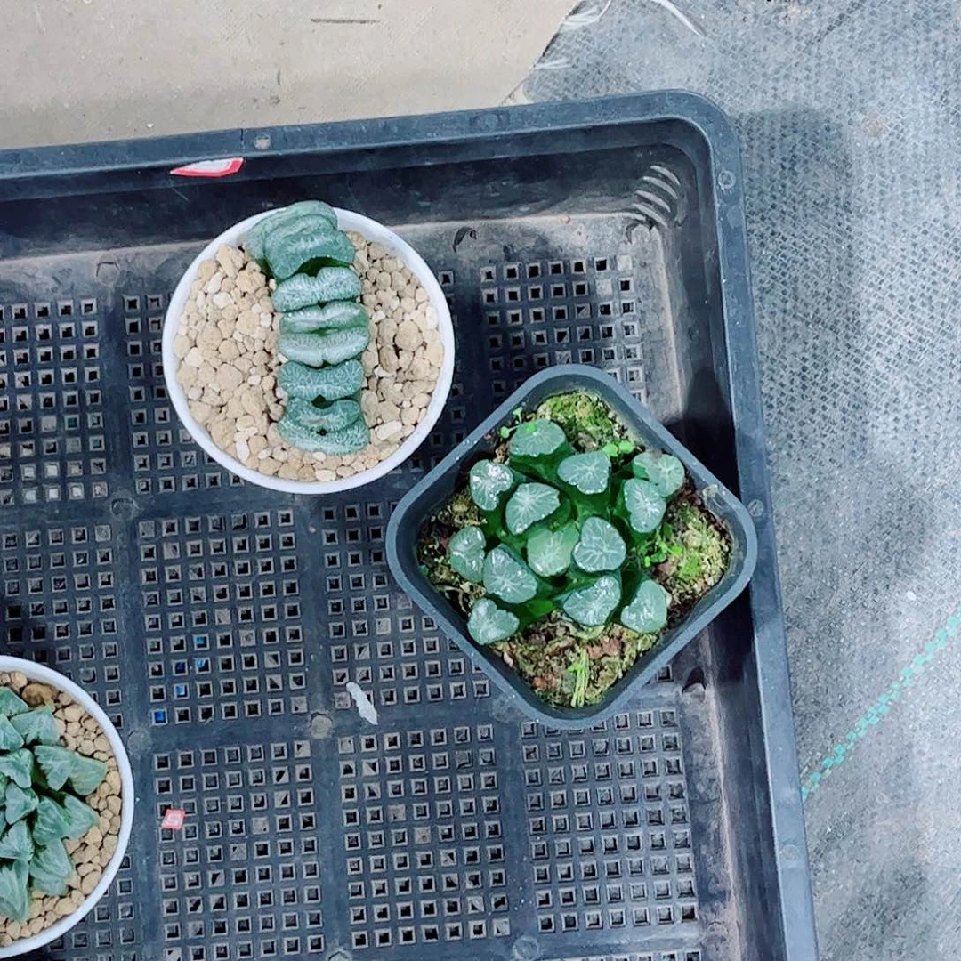 万象玉露一勿一拍