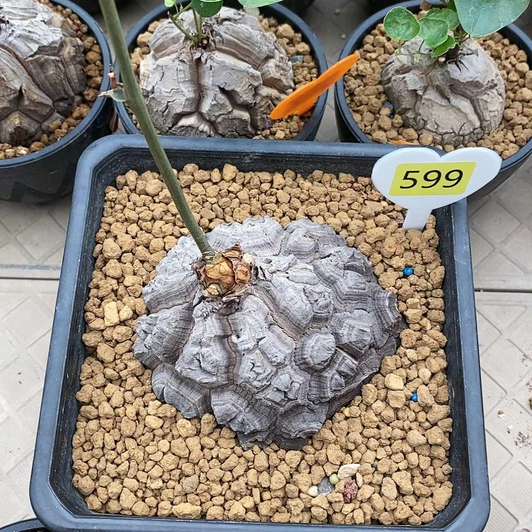 墨西哥龟甲龙龟甲龙