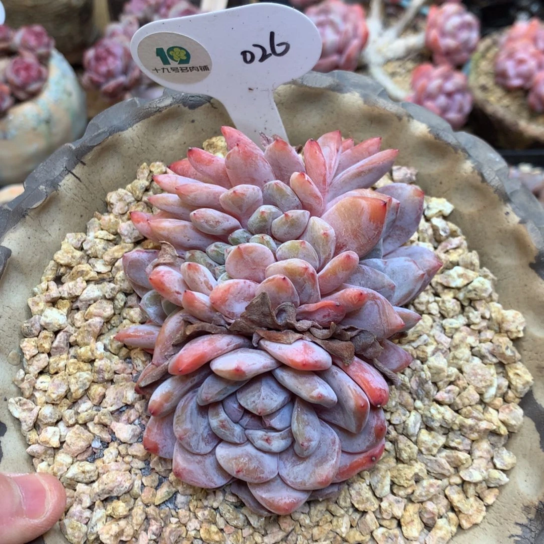 026 橙子缀 8厘米