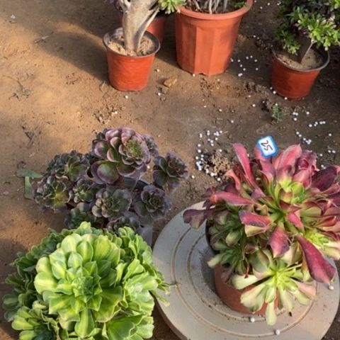 三颗法师一物一拍