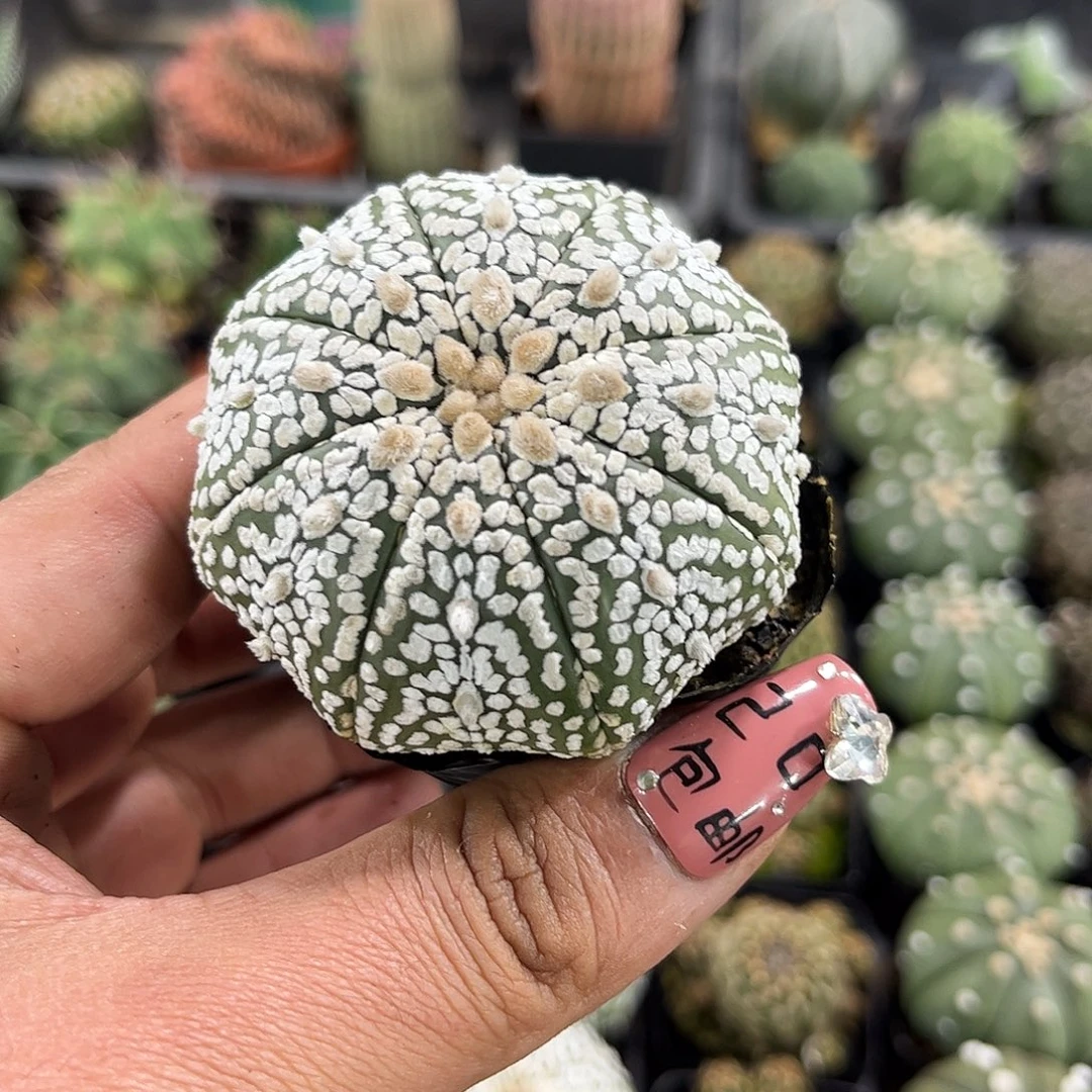 小超兜单头发货单头发