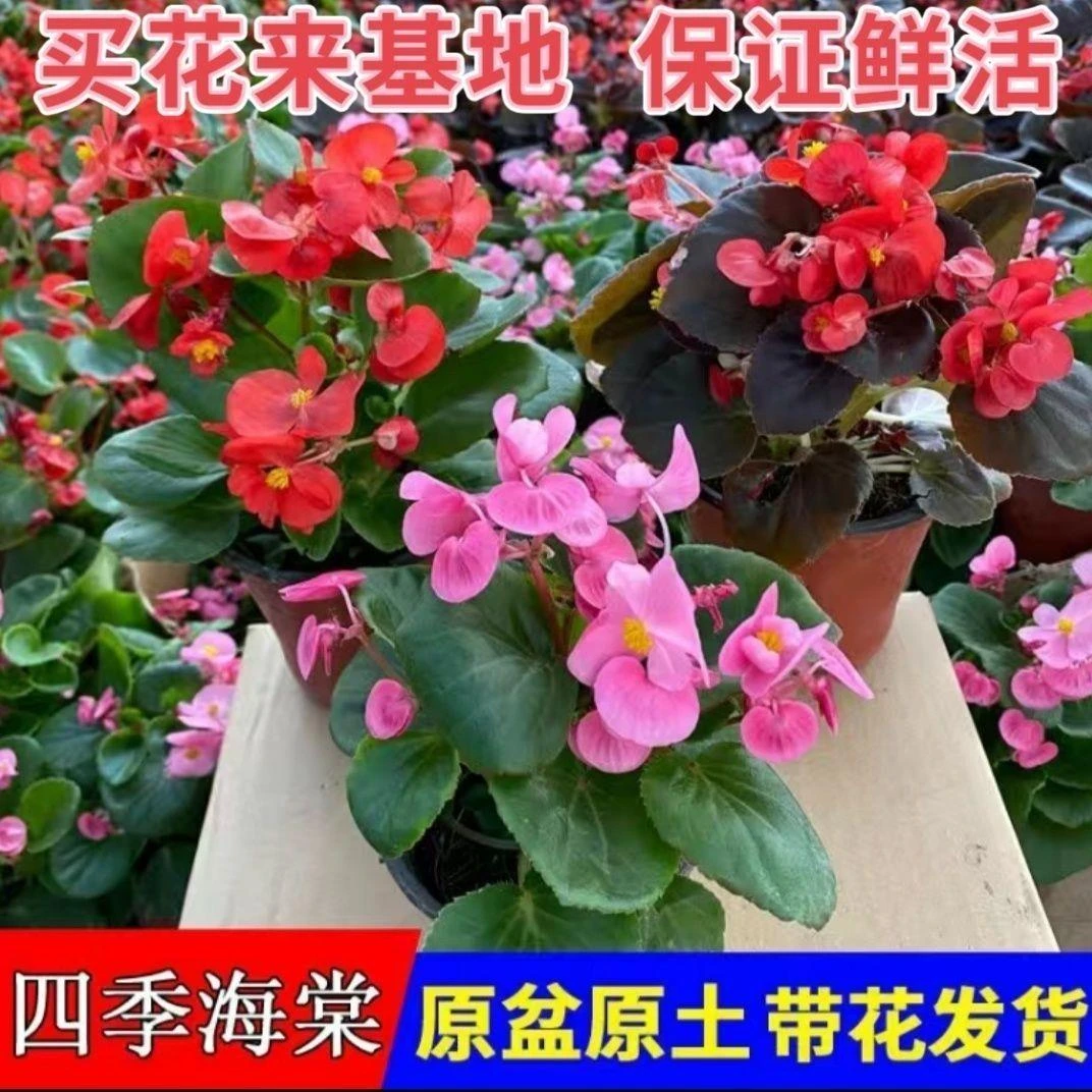 四季海棠盆栽四季开花玻璃翠花秋海棠大叶小叶玻璃球带花室内阳台