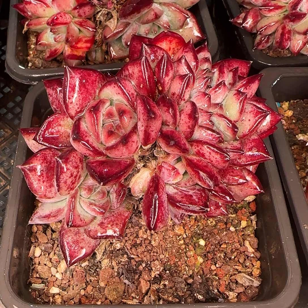 从前慢花园精选红拉糖缀化小