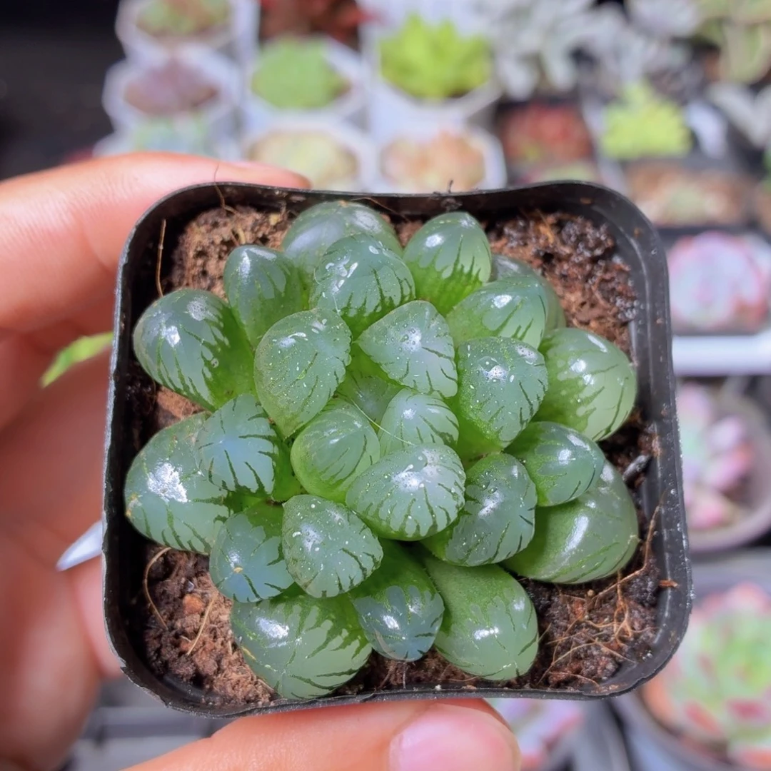 冰灯玉露多肉9.9包邮发货