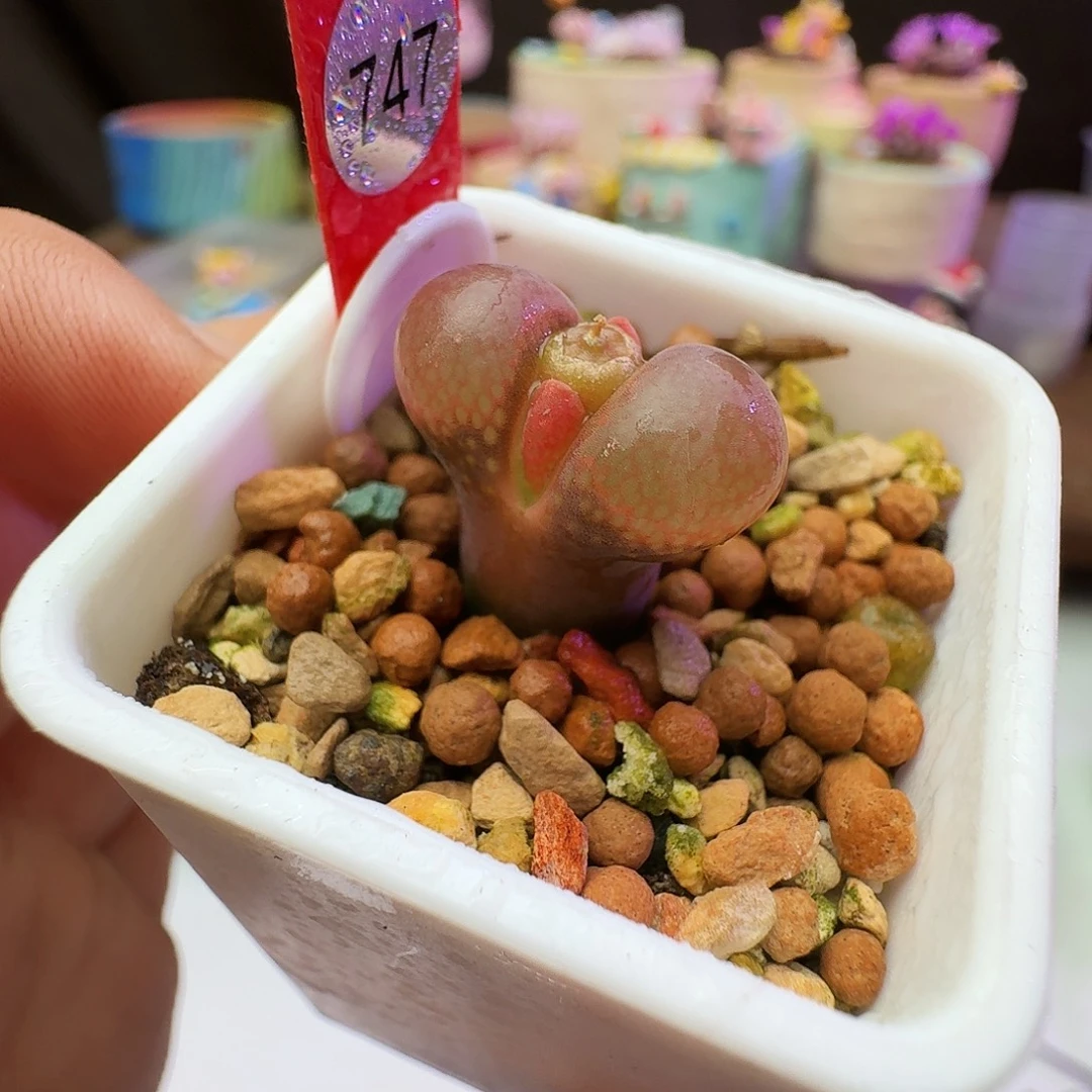 多肉植物福利风铃747