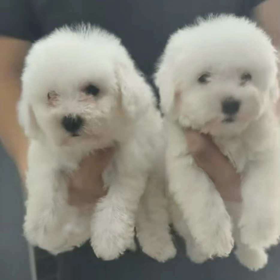 棉花糖小比熊幼犬