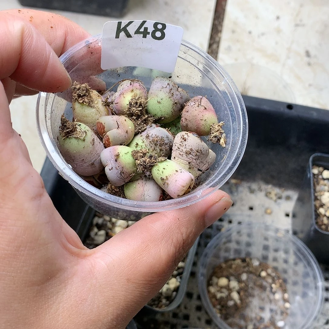 Z**幻K48多肉植物保护