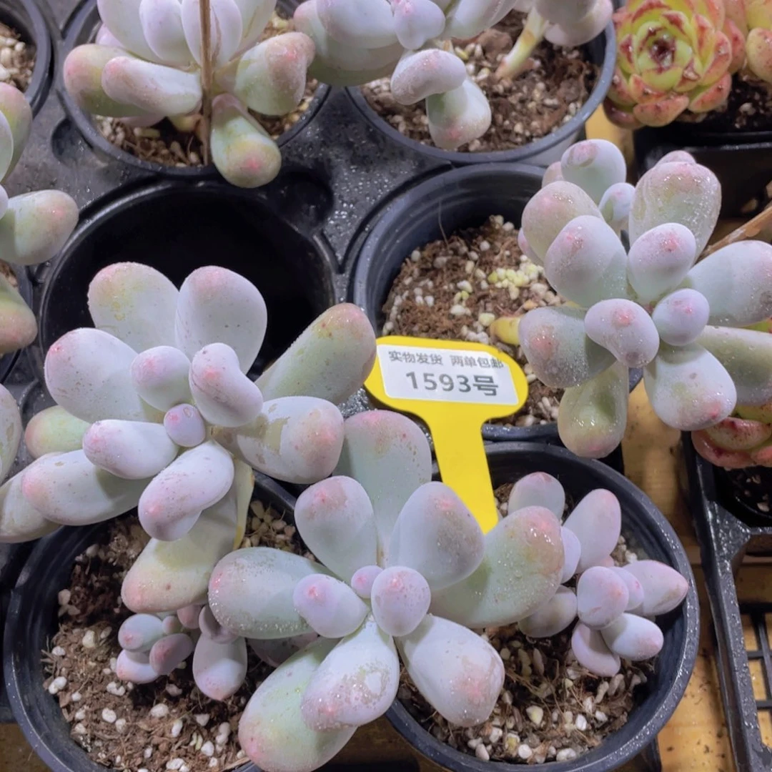 1593号 韩货米可奶酪飘枝一颗