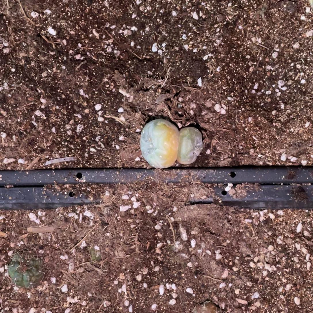 无花朵双头连体锦 仙人球