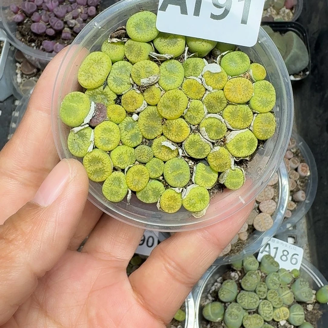 191多肉植物多肉植物