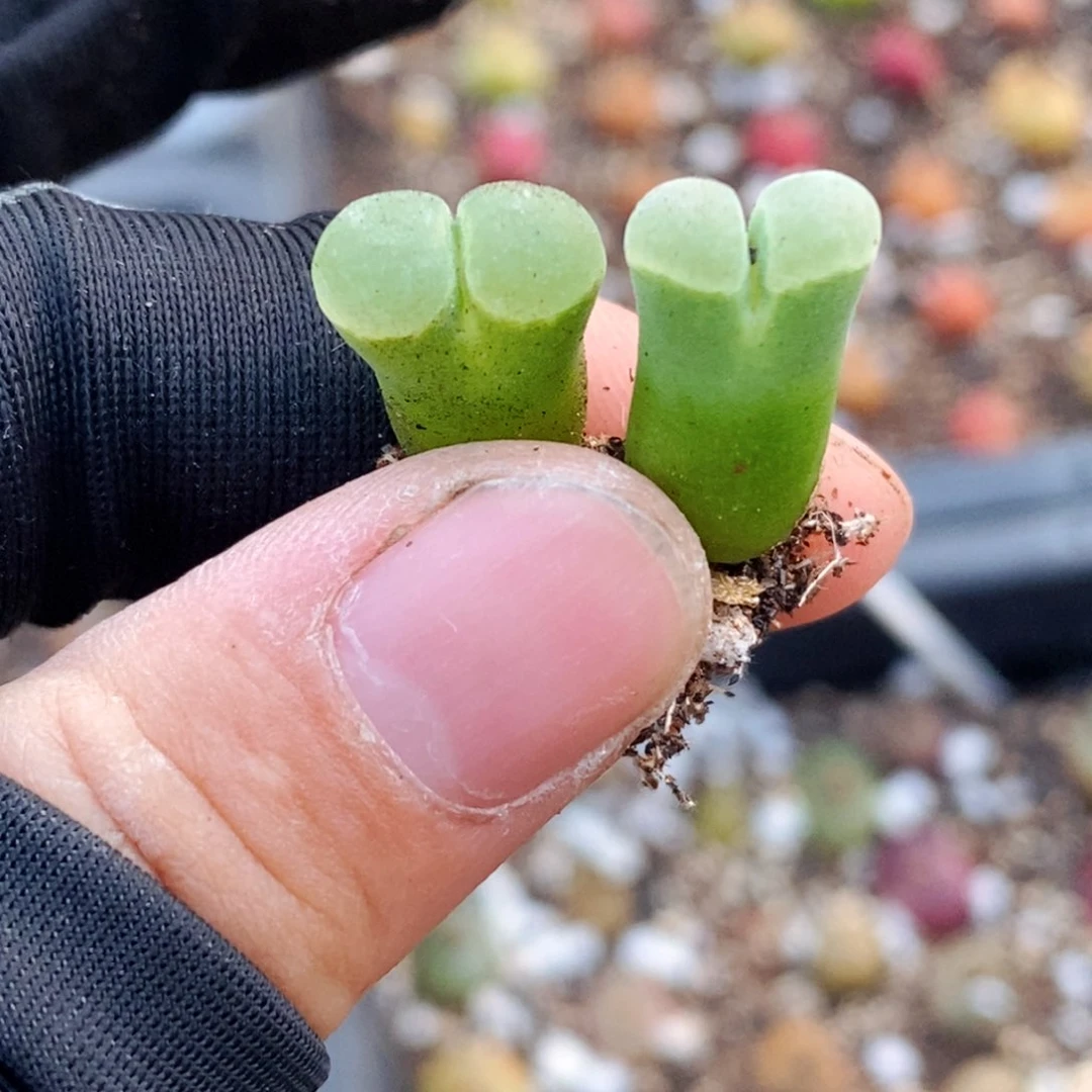 2562-一物一拍 极窗