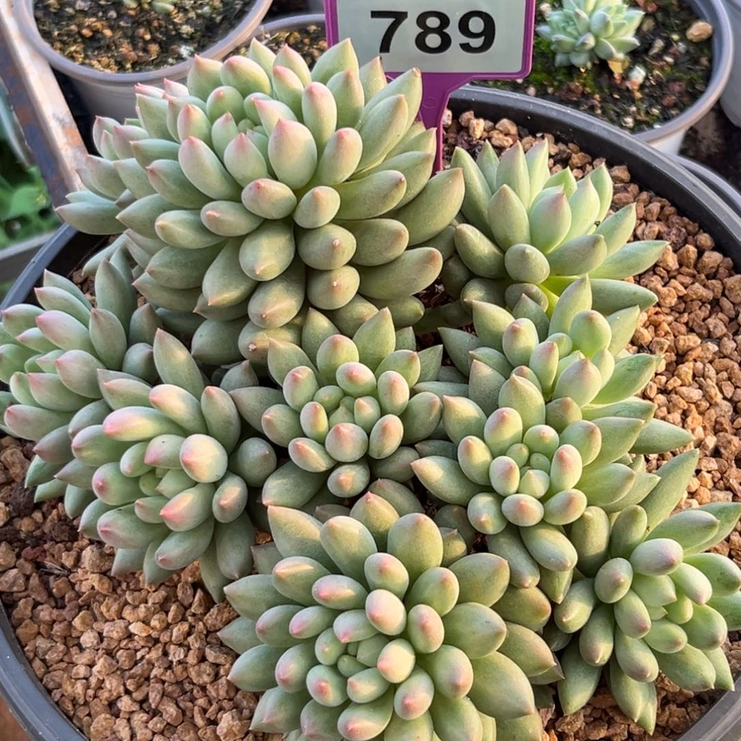 多肉植物岩字群789