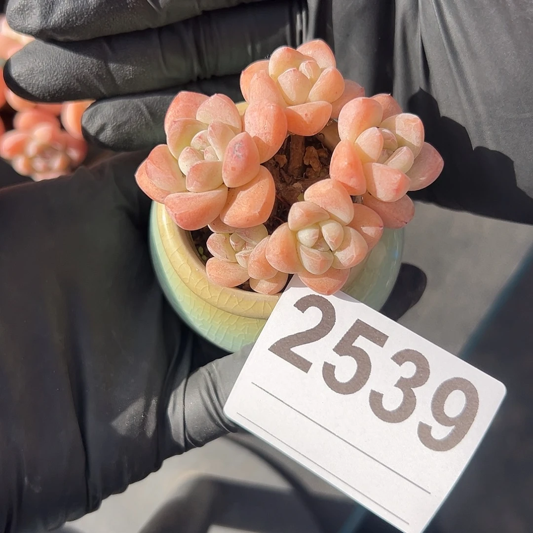 2539。五头冰玉带盆发的