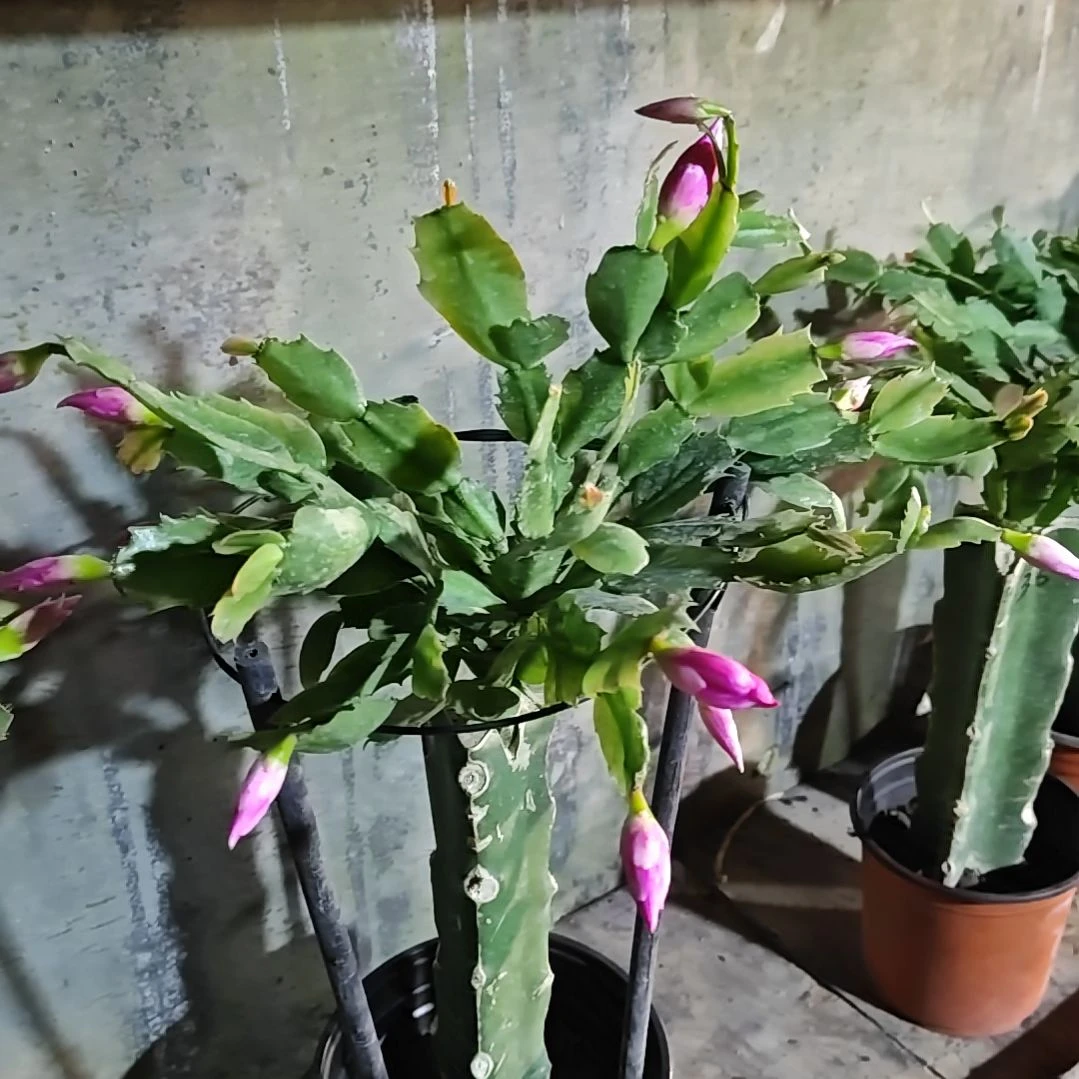 035紫重瓣脱土脱盆易掉芽苞630