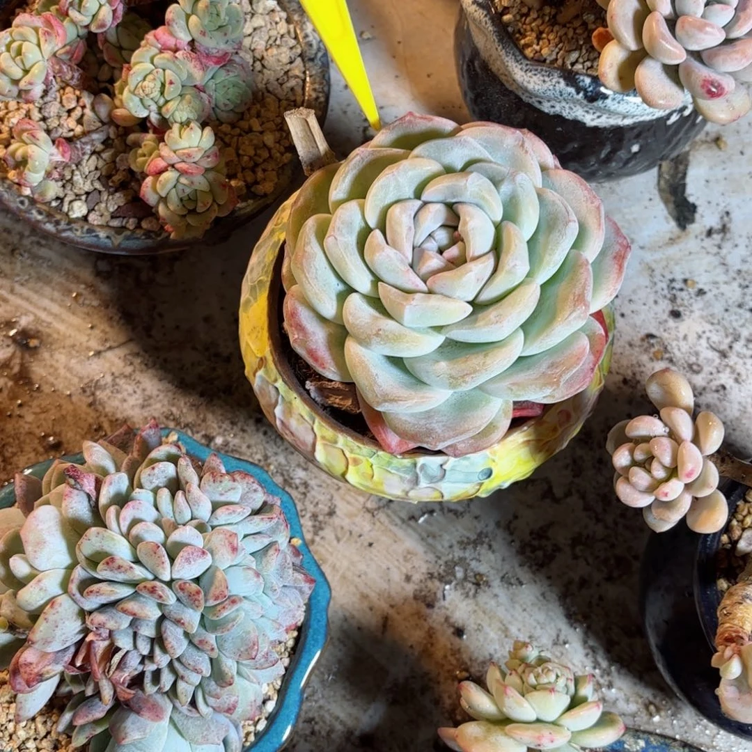 @*哥冰玉28-110。