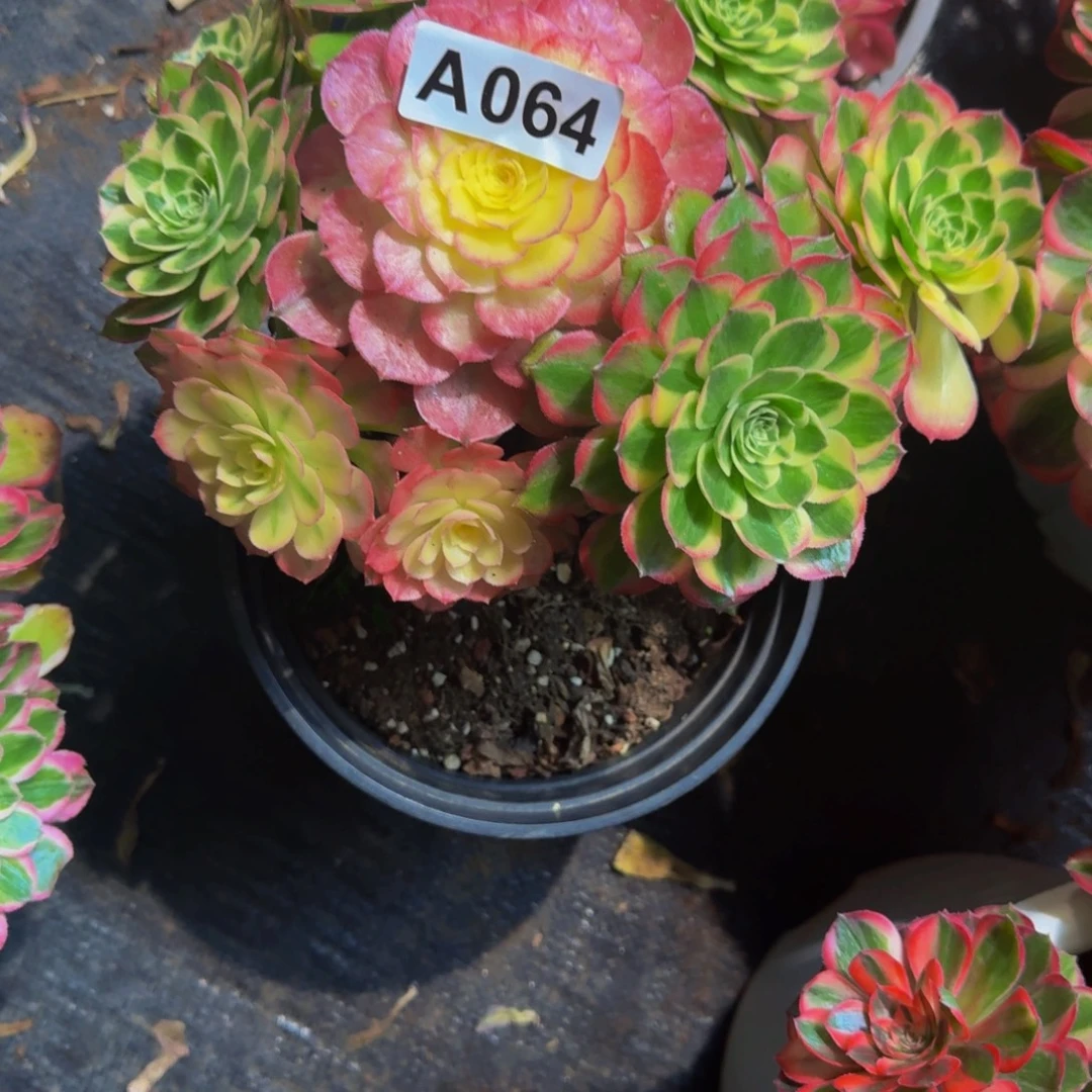 王***博064多肉植物法师号