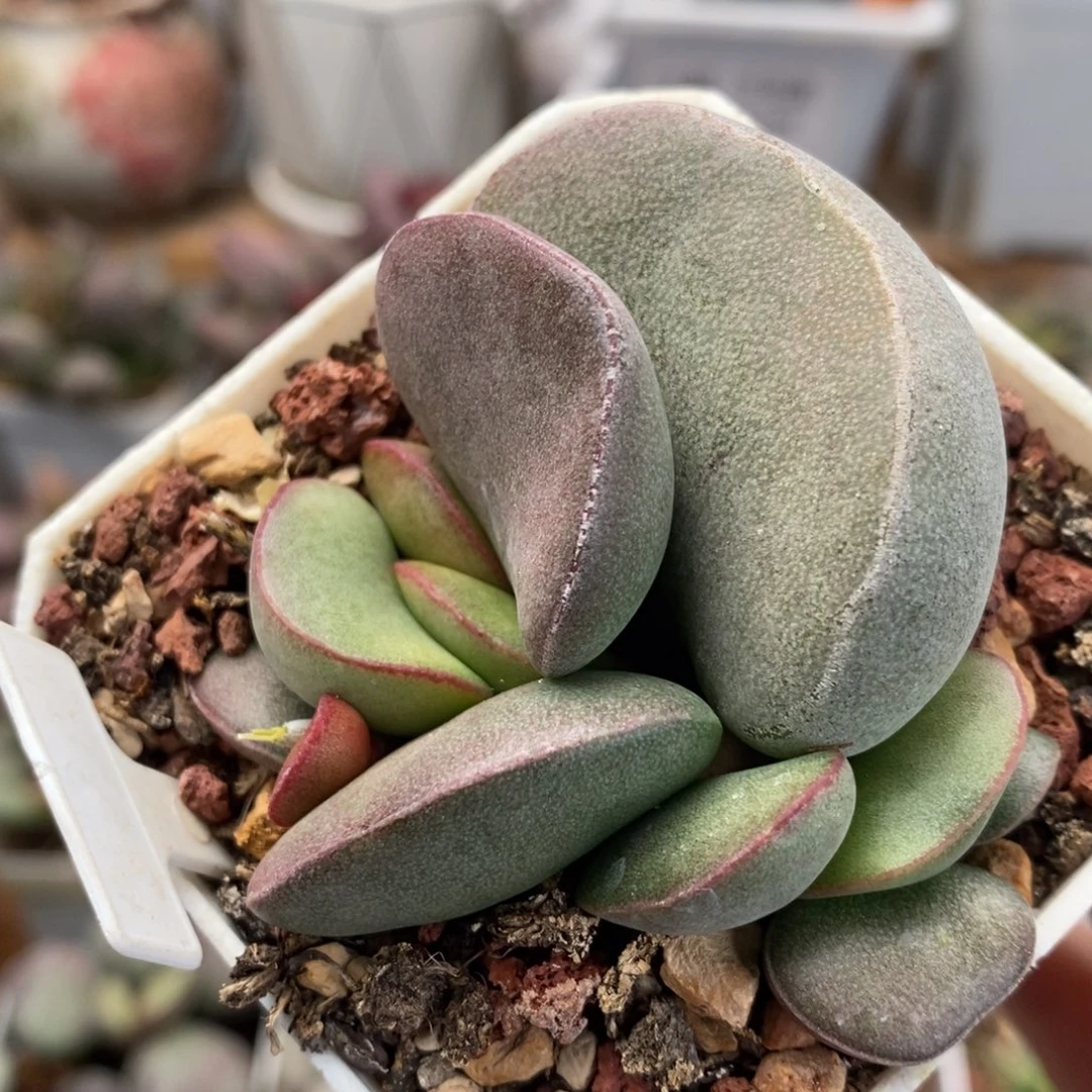 德系紫蛋水泡多肉植物