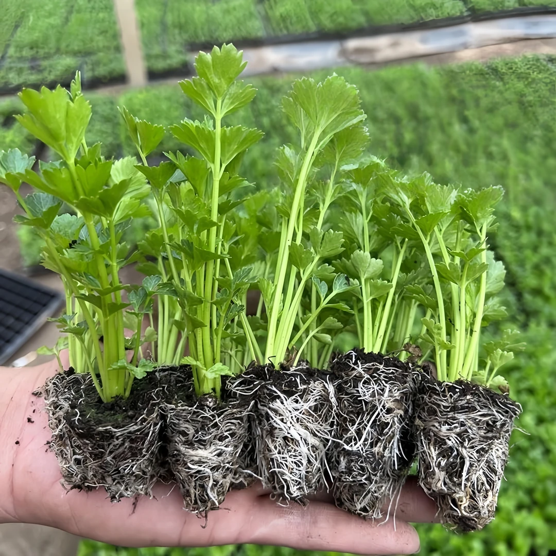 【高产芹菜芹菜苗发货对版】小院种植阳台盆栽小香芹四季皇后大西芹