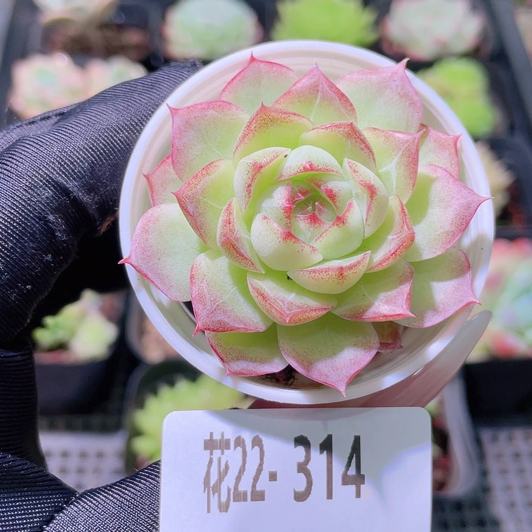 花利美22-314女王玫瑰