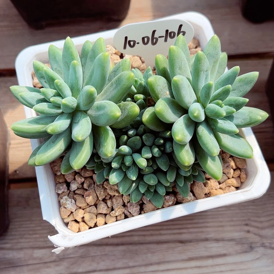 1006-106阿迪斯托群