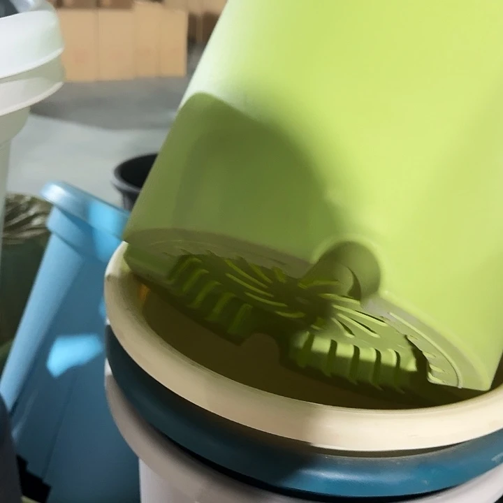 四季6号果绿无托7个特价微瑕