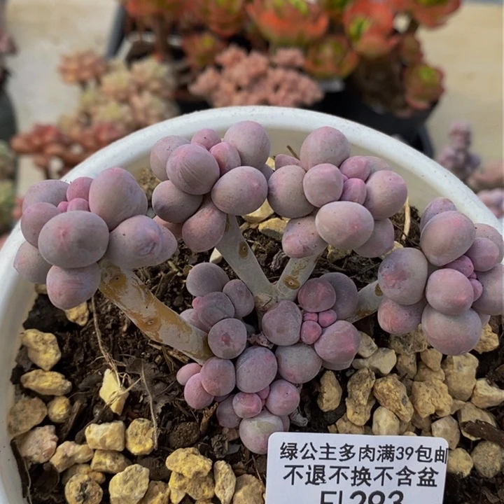香水手指奶9cm293多肉植物