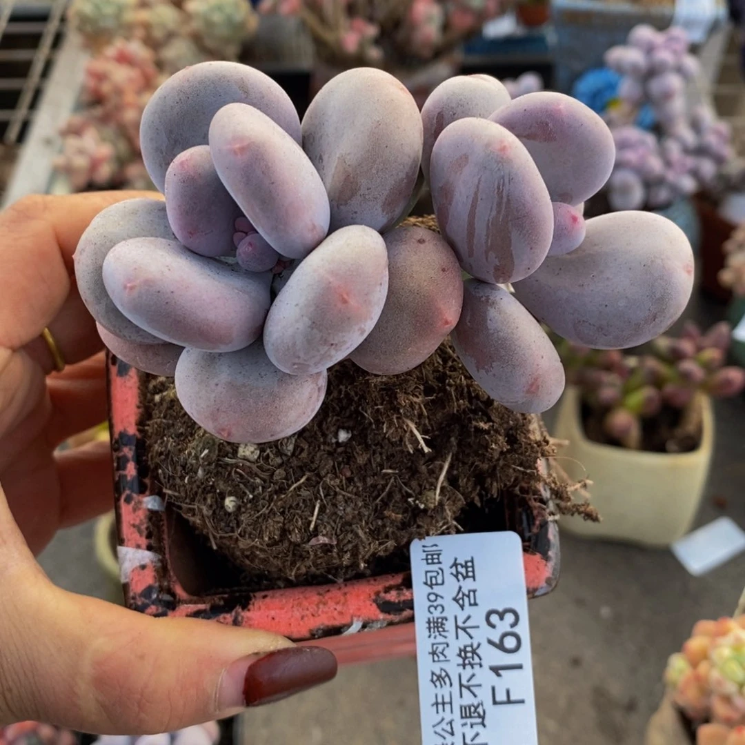 大叶奶酪163/8c m