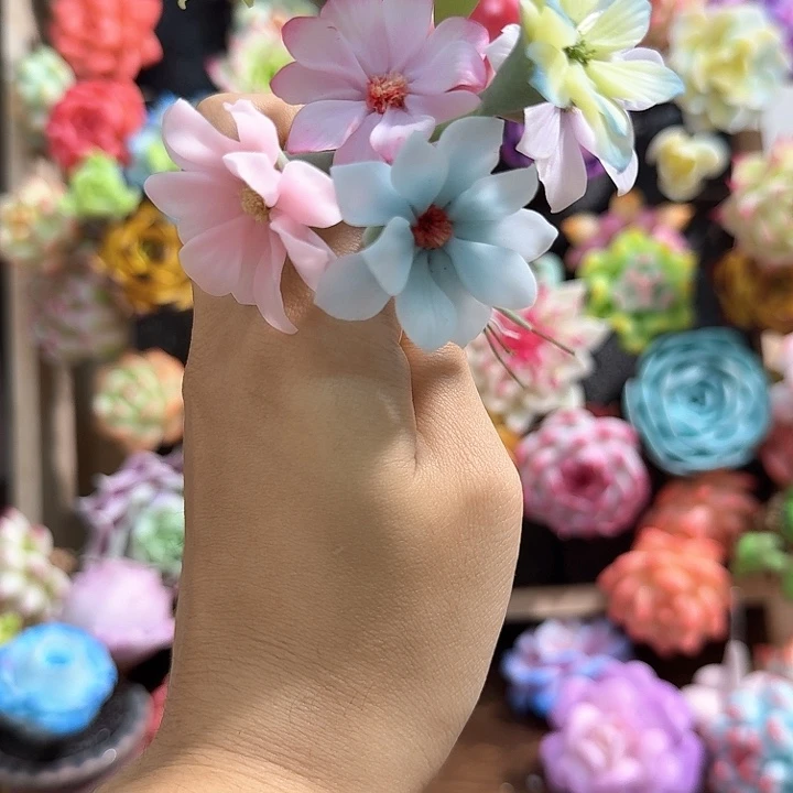 橙***糖多肉多肉多肉多肉