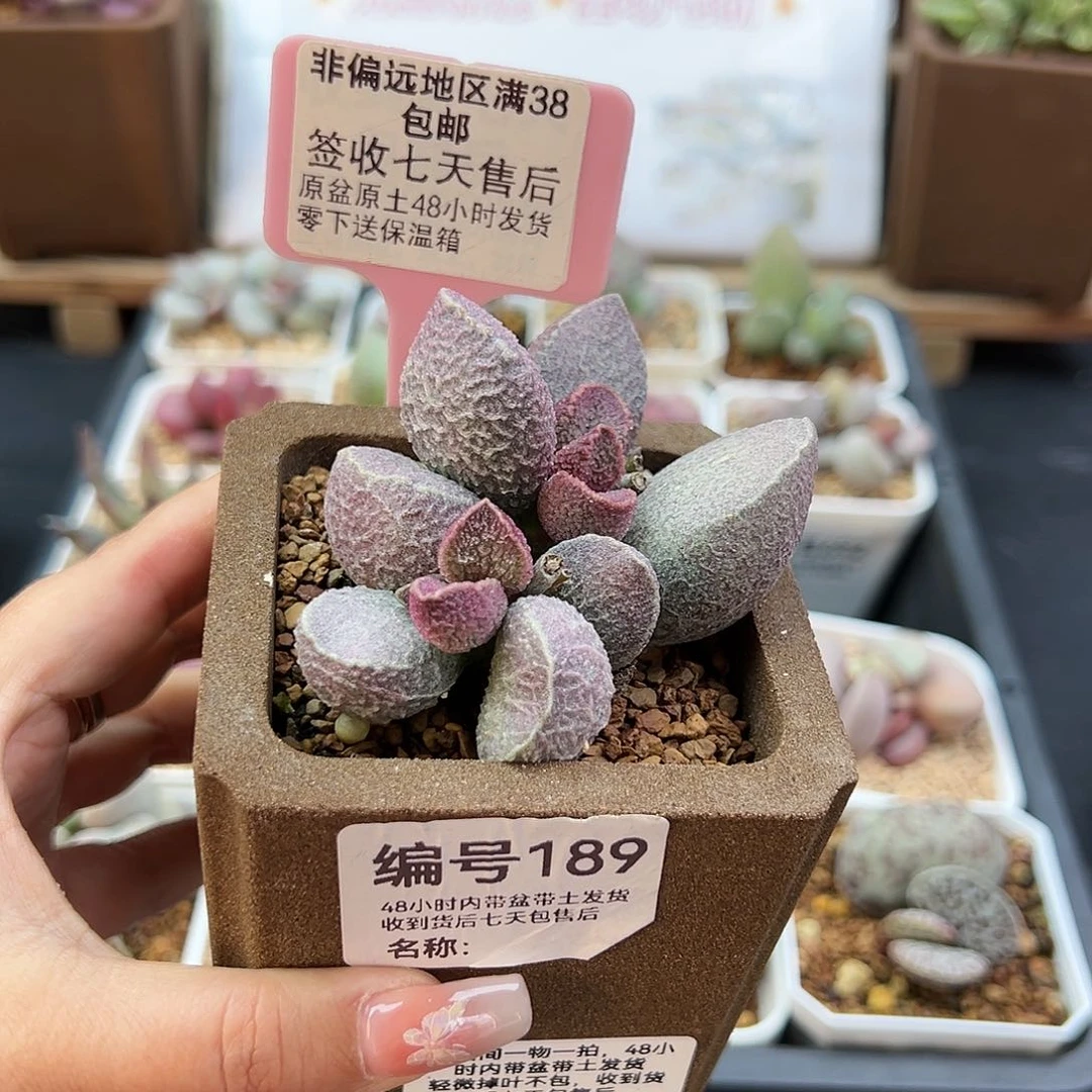 冷*189哈默猪干多肉植物