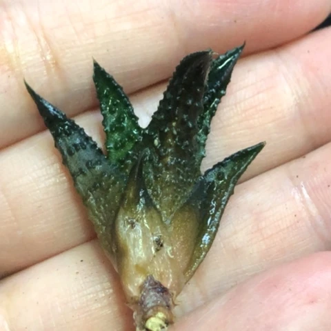 哥斯拉侧牙无根哈哈哈