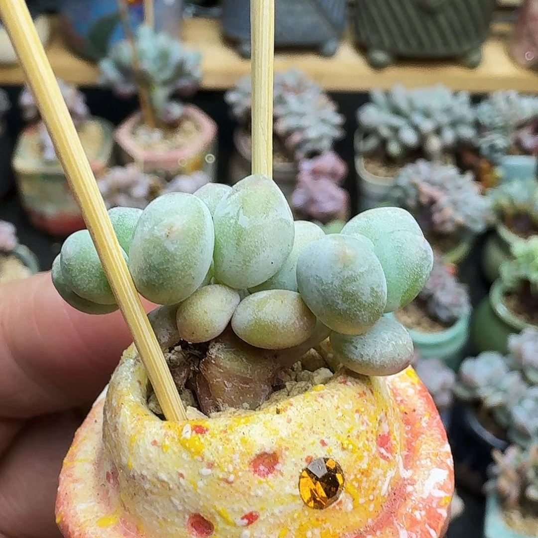 多肉米可奶小板子