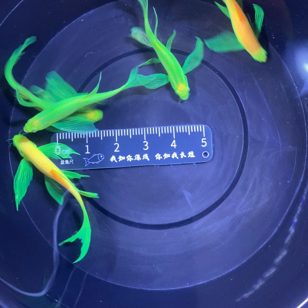 斑马鱼蝶翼斑马4厘米5条