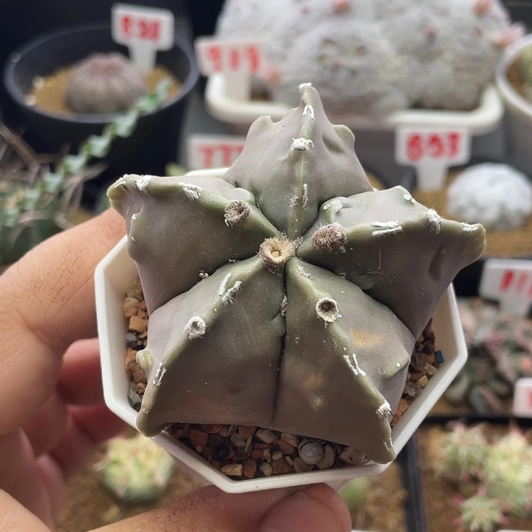 实生大尤核桃鸾凤玉 包邮