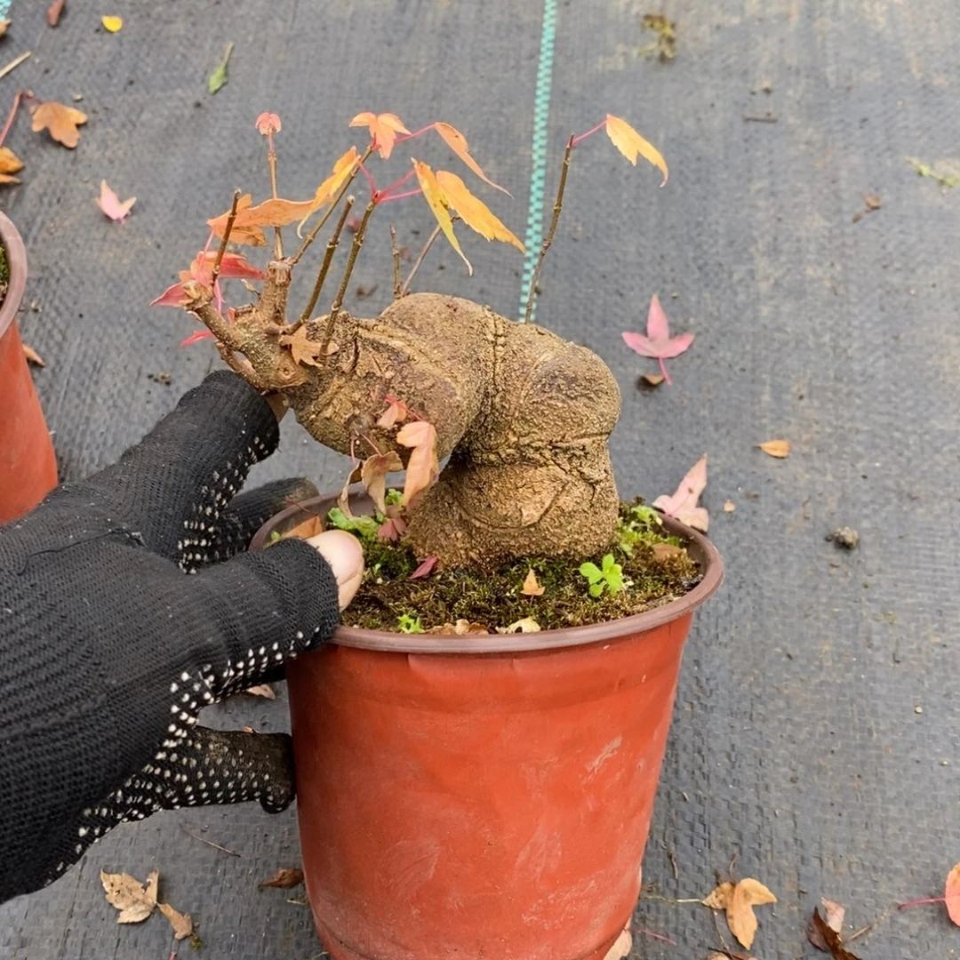 陪***子无花朵盆景盆景38
