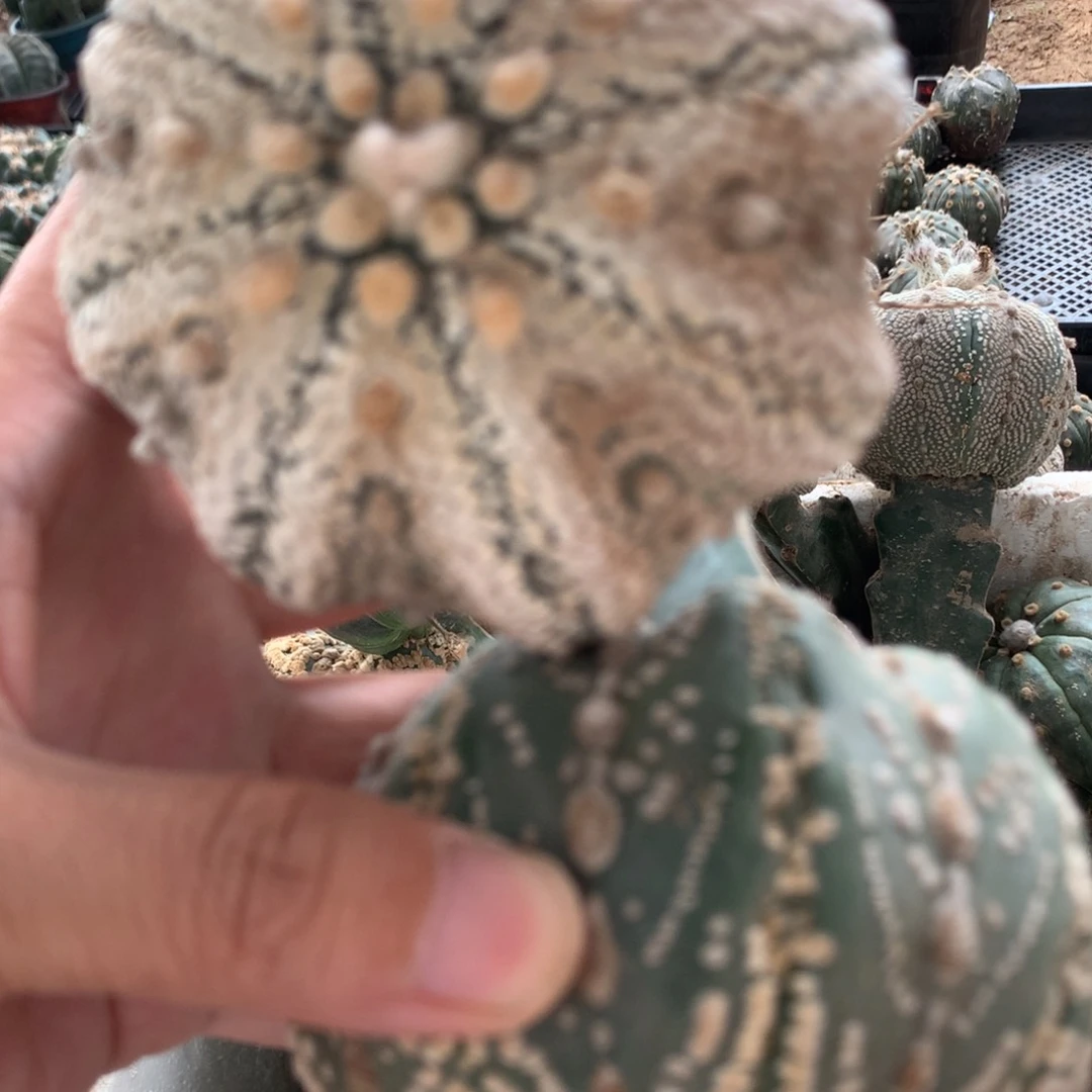 西***~完全开放仙人球888888