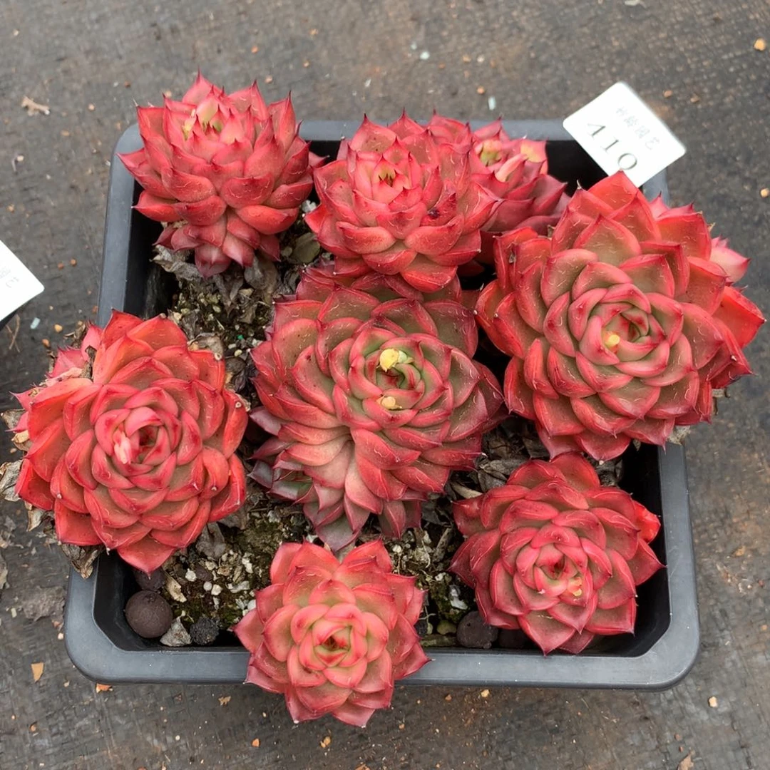 410杂交精品基地18冠