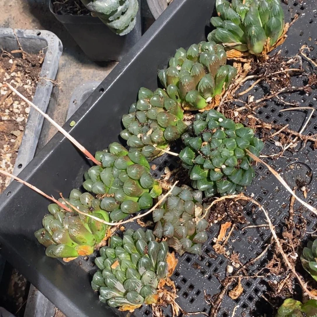 17208 一颗实生大雨露。618福利。