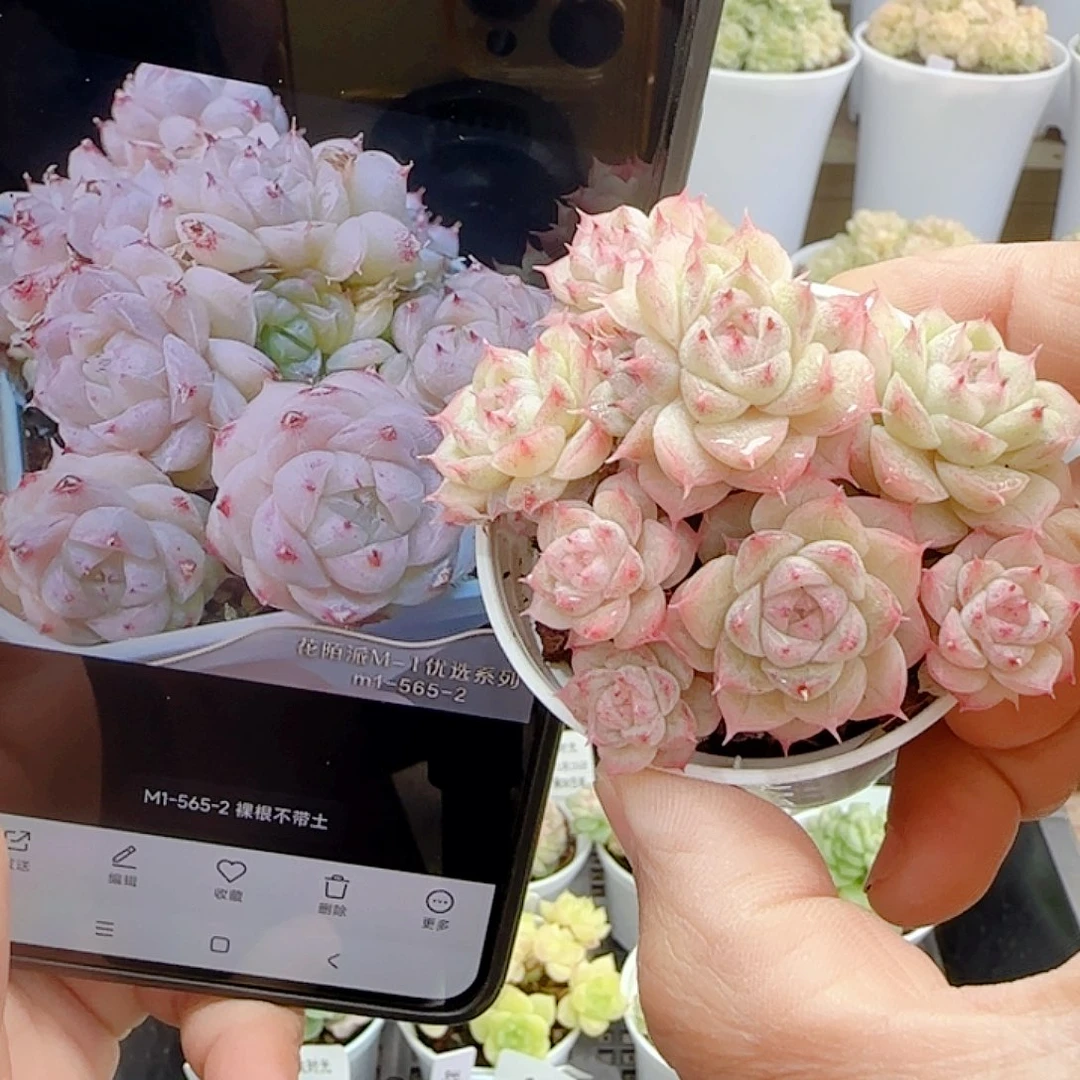 1115-17（m1-565-2）优选