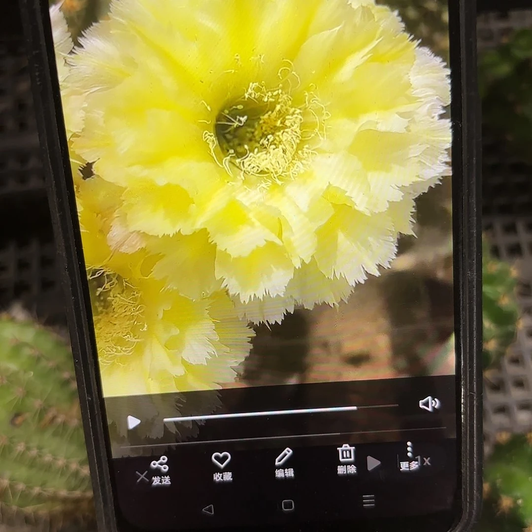 梨花落彩侧牙20包邮19